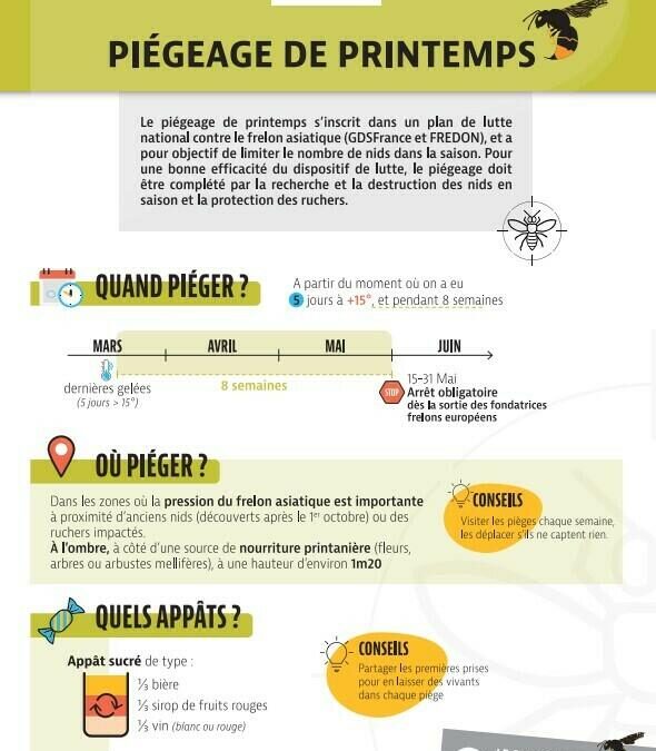 Frelon asiatique : piégeage de printemps